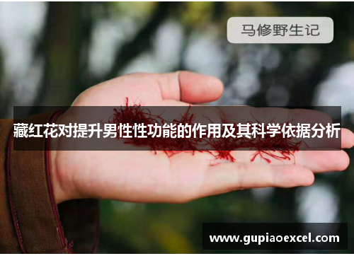 藏红花对提升男性性功能的作用及其科学依据分析
